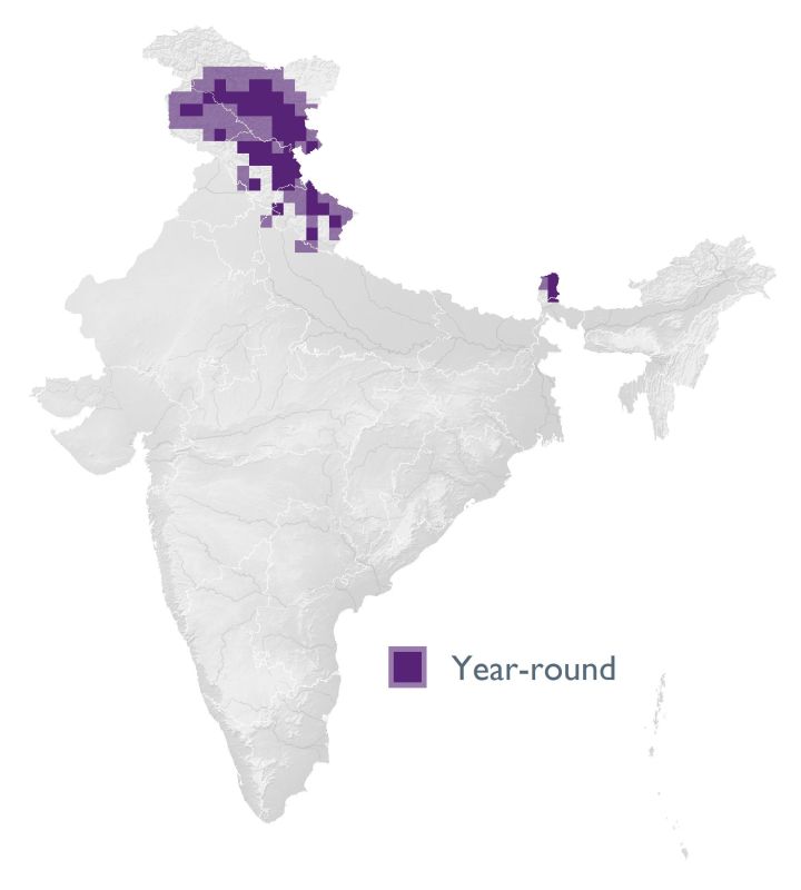 Distribution map (SoIB 2020)